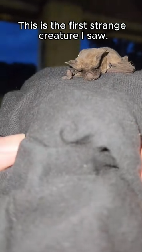C0709001 came across strange creature lying on the road and it baby part2