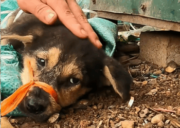 C2709005 man rescued puppy abandoned in landfill_part2