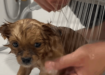 C2709006 Rescue an orphan puppy lying huddled on road #rescue_part2