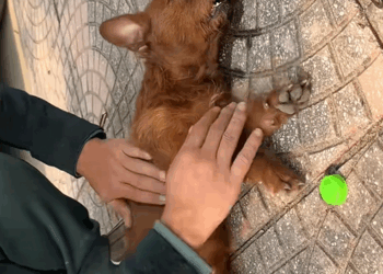 C2709007 Rescue dog #rescue #rescueanimals #animals._part2