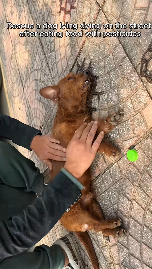 C2709007 Rescue dog #rescue #rescueanimals #animals._part2