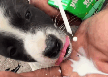 C2709008 Rescue dog landfill #rescue_part2