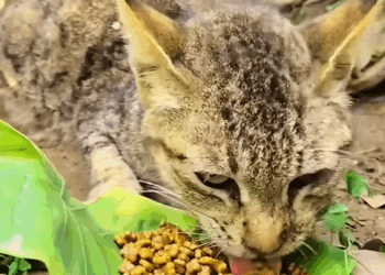 C2709009 Rescue help cat family have home_part2