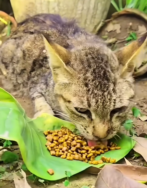 C2709009 Rescue help cat family have home_part2