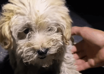 C2709010 Rescue poor puppy wandering on highway then rescue_part2