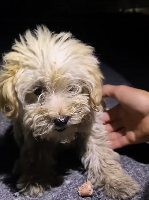 C2709010 Rescue poor puppy wandering on highway then rescue_part2