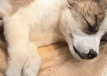 C2709011 Rescue puppy #rescue #dog_part2