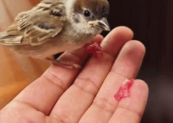 C2709012 Rescue sparrow then #rescue #rescueanimals_part2