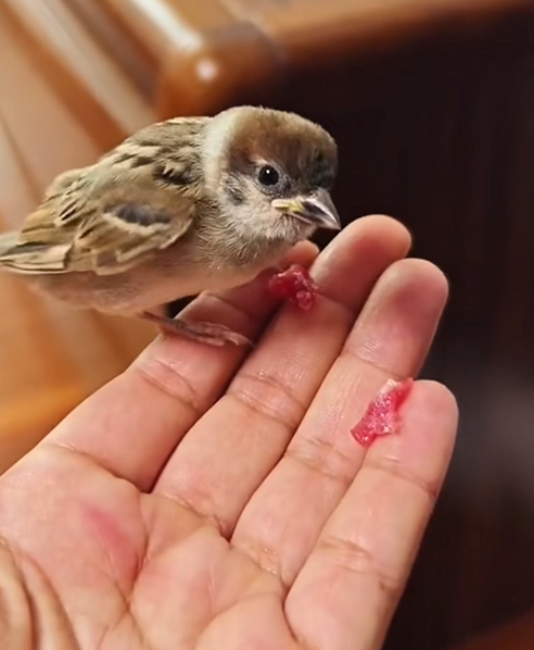 C2709012 Rescue sparrow then #rescue #rescueanimals_part2