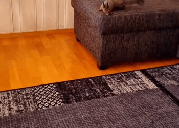 C2709013 Rescue squirrel was about to die food poisoning in ._part2