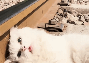 C2709014 Rescued cat suffering food poisoning lying on train tracks…_part2