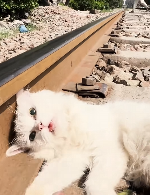 C2709014 Rescued cat suffering food poisoning lying on train tracks…_part2