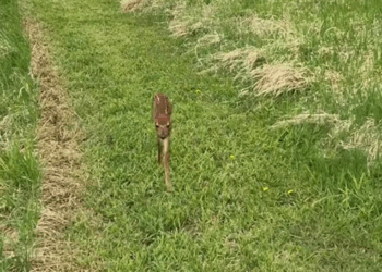 C0509004 It couldn’t find its mother and came back to find me_part2