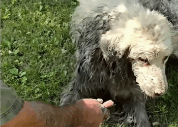 C0709002 Man found dog stuck under log and sets out to rescue dog_part2