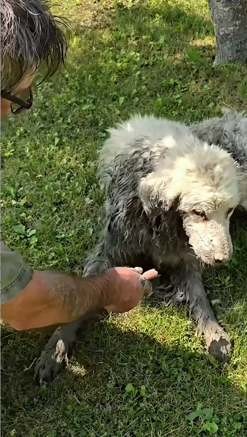 C0709002 Man found dog stuck under log and sets out to rescue dog_part2