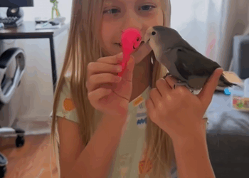 C2709015 saved bird happy ending _part2