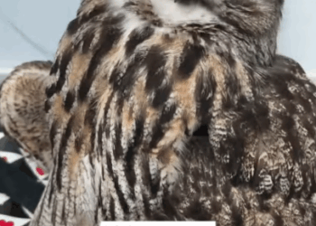 C2909001 An injured owl flew into my yard then part2