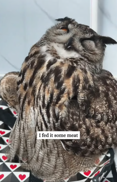 C2909001 An injured owl flew into my yard then part2