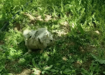 C2909002 found an abandoned baby eagle part 2