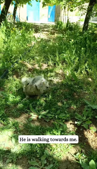 C2909002 found an abandoned baby eagle part 2