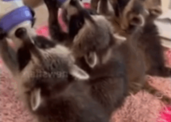 C2909003 It great to have lovely friends!_part2