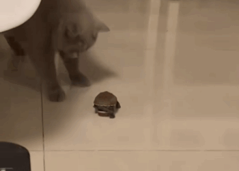 C2909004 man found turtle in need of help._part2