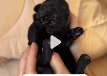 C2909005 poor black puppy_part2