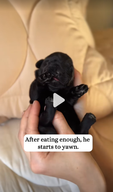 C2909005 poor black puppy_part2