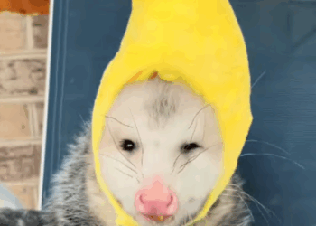 C2909006 poor opossum part2