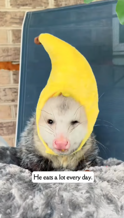 C2909006 poor opossum part2