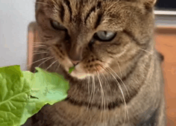 C2909007 Rescue stray cat jumped into my car then _part2