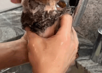 C2909008 Rescue trapped fat squirrel!_part2