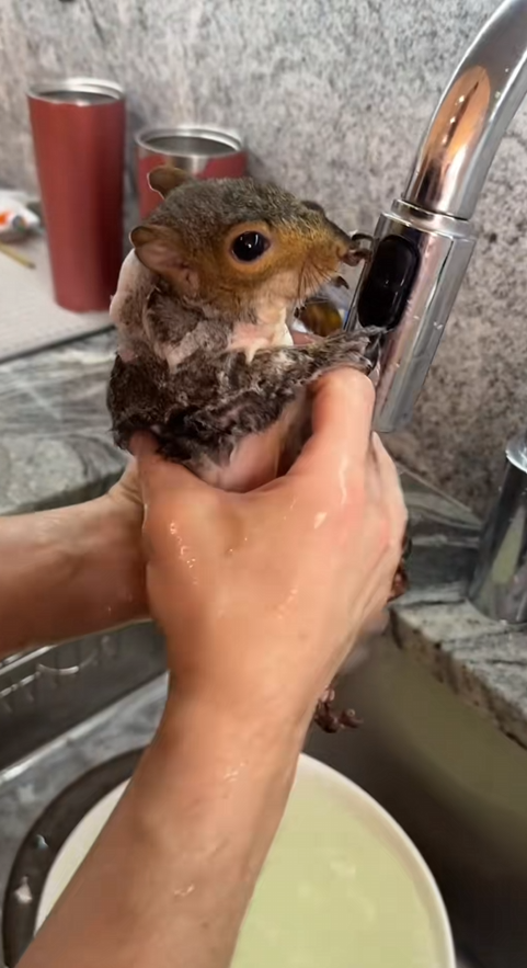 C2909008 Rescue trapped fat squirrel!_part2