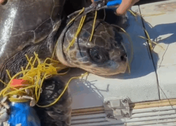 C2909009 Rescue Turtle!!! _part2