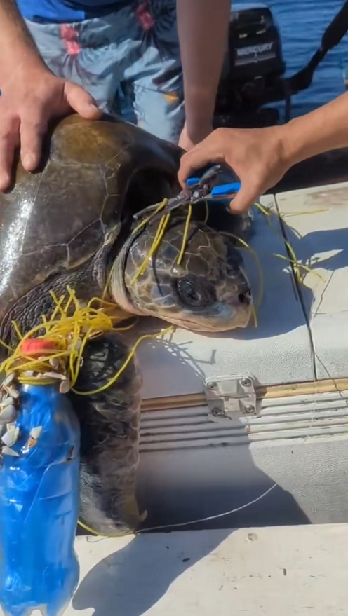 C2909009 Rescue Turtle!!! _part2