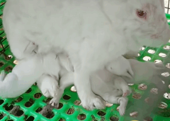 C0709003 Man saves baby rabbit and becomes billionaire because of this rescue_part2