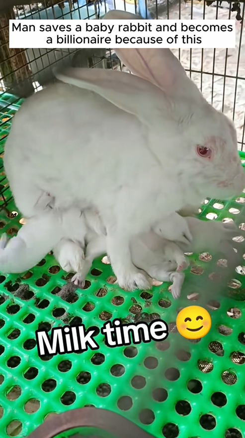 C0709003 Man saves baby rabbit and becomes billionaire because of this rescue_part2