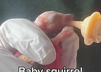 C2909010 Rescued baby squirrel part2