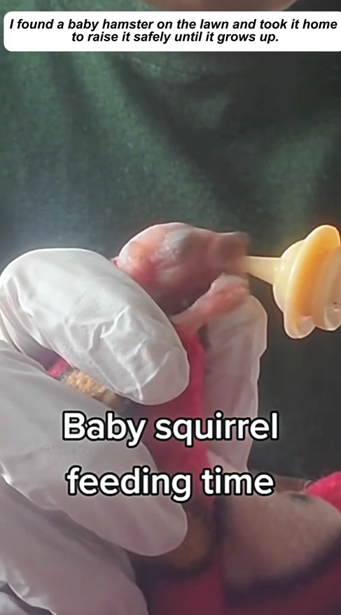 C2909010 Rescued baby squirrel part2