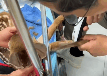 C2909011 Rescued deer part2