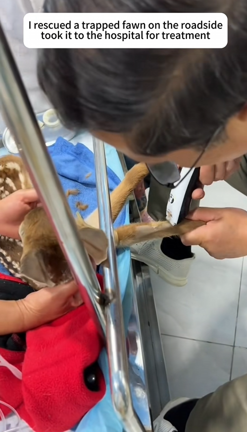 C2909011 Rescued deer part2