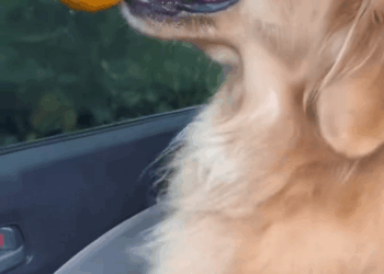 C2909012 Rescued golden retriever_part2