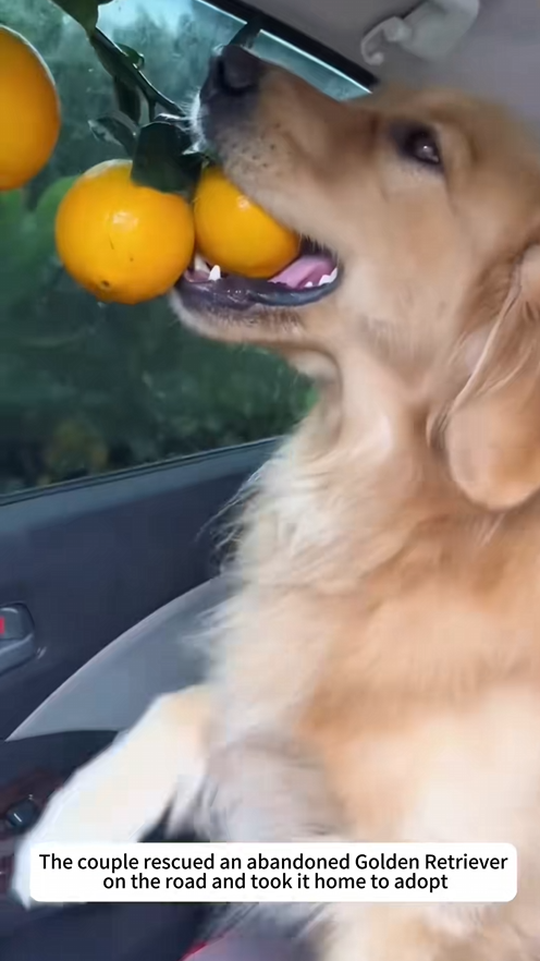 C2909012 Rescued golden retriever_part2