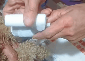 C2909013 Rescued Teddy_part2