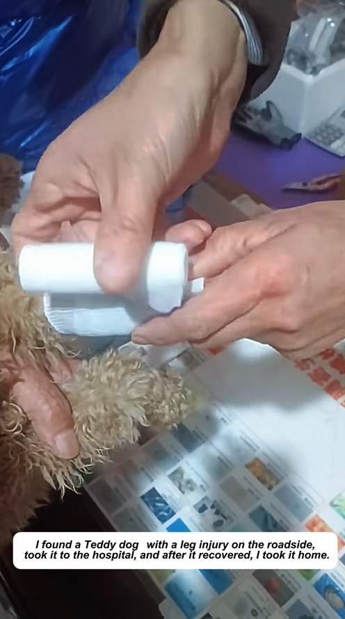 C2909013 Rescued Teddy_part2