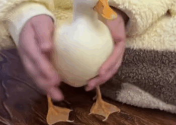 C2909014 saw poor duck abandoned on road_part2