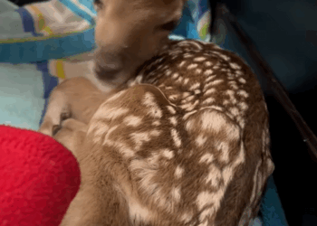 C2909015 Why did mother deer attack her baby (I had to step in)_part2