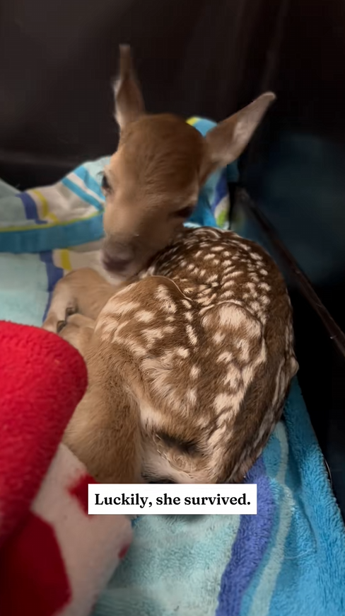 C2909015 Why did mother deer attack her baby (I had to step in)_part2
