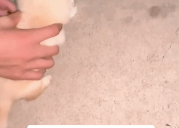 C3009001 Severely injured animal left on the brink of death_part2