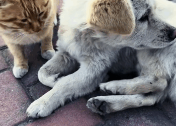 C3009002 Animal suffers life threatening wounds after cruel attack_part2